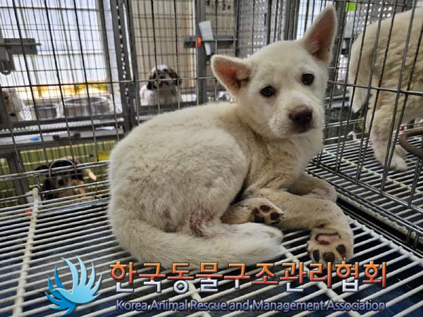 한국동물구조관리협회_441406202300764